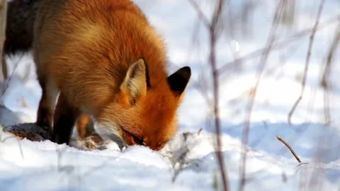 Cinematic View Of Fox, Wildlife In Deep Forest Stock Footage 323448935