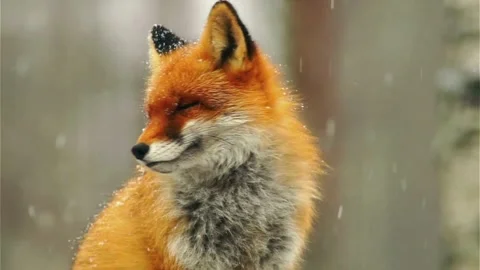 Cinematic View Of Fox, Wildlife In Deep Forest Stock Footage 323449246