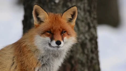 Cinematic View Of Fox, Wildlife In Deep Forest Stock Footage 323449360