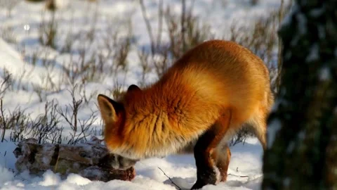 Cinematic View Of Fox, Wildlife In Deep Forest Stock Footage 323449689