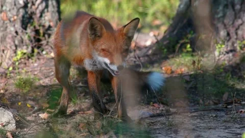 Cinematic View Of Fox, Wildlife In Deep Forest Stock Footage 323449880