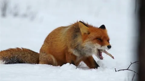 Cinematic View Of Fox, Wildlife In Deep Forest Stock Footage 323450014