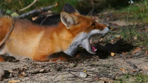 Cinematic View Of Fox, Wildlife In Deep Forest Stock Footage 323450015