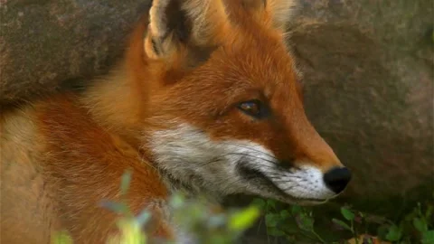 Cinematic View Of Fox, Wildlife In Deep Forest Stock Footage 323450072