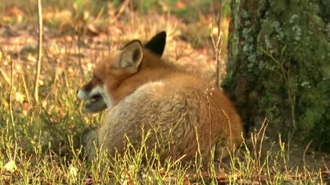 Cinematic View Of Fox, Wildlife In Deep Forest Stock Footage 323450117