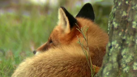 Cinematic View Of Fox, Wildlife In Deep Forest Stock Footage 323450385