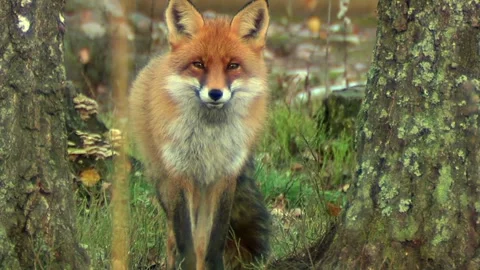 Cinematic View Of Fox, Wildlife In Deep Forest Stock Footage 323450426