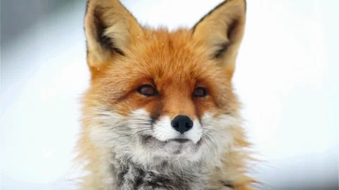 Cinematic View Of Fox, Wildlife In Deep Forest Stock Footage 323450449