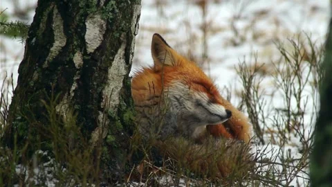Cinematic View Of Fox, Wildlife In Deep Forest Stock Footage 323450618