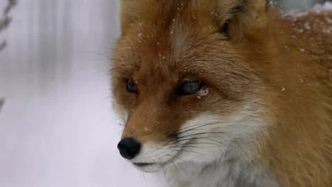 Cinematic View Of Fox, Wildlife In Deep Forest Stock Footage 323450644