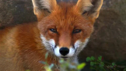 Cinematic View Of Fox, Wildlife In Deep Forest Stock Footage 323450760