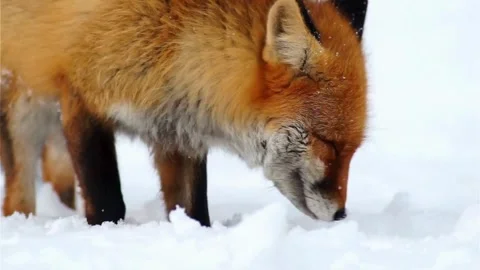 Cinematic View Of Fox, Wildlife In Deep Forest Stock Footage 323450761