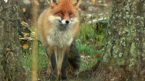 Cinematic View Of Fox, Wildlife In Deep Forest Stock Footage 323450762