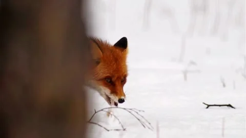 Cinematic View Of Fox, Wildlife In Deep Forest Stock Footage 323450807