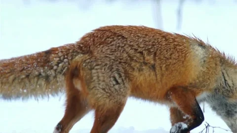 Cinematic View Of Fox, Wildlife In Deep Forest Stock Footage 323450826