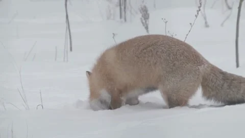 Cinematic View Of Fox, Wildlife In Deep Forest Stock Footage 323450838