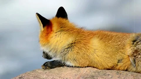 Cinematic View Of Fox, Wildlife In Deep Forest Stock Footage 323450861
