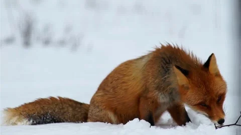 Cinematic View Of Fox, Wildlife In Deep Forest Stock Footage 323450952