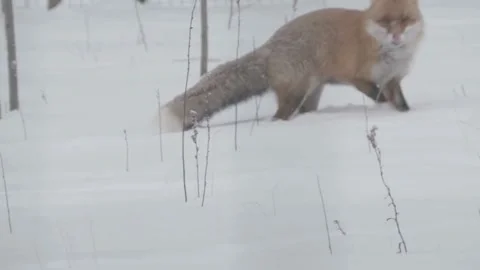 Cinematic View Of Fox, Wildlife In Deep Forest Stock Footage 323450954