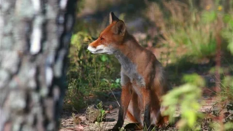 Cinematic View Of Fox, Wildlife In Deep Forest Stock Footage 323451189