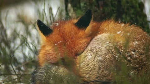 Cinematic View Of Fox, Wildlife In Deep Forest Stock Footage 323451267