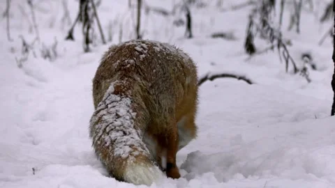 Cinematic View Of Fox, Wildlife In Deep Forest Stock Footage 323451268