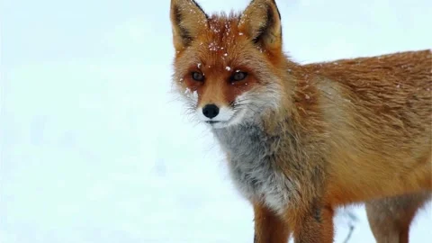 Cinematic View Of Fox, Wildlife In Deep Forest Stock Footage 323451287