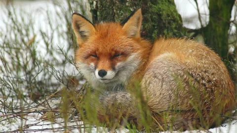 Cinematic View Of Fox, Wildlife In Deep Forest Stock Footage 323451462
