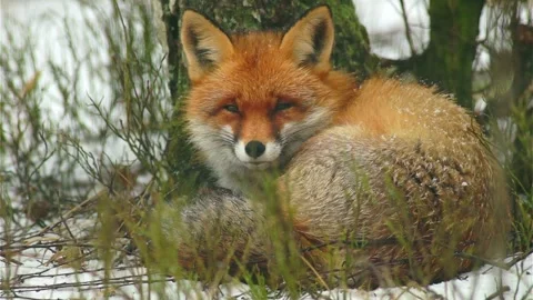 Cinematic View Of Fox, Wildlife In Deep Forest Stock Footage 323451513