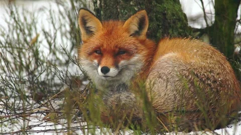 Cinematic View Of Fox, Wildlife In Deep Forest Stock Footage 323451514