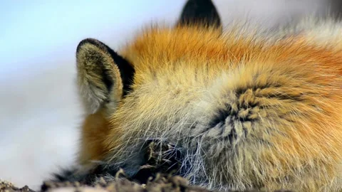 Cinematic View Of Fox, Wildlife In Deep Forest Stock Footage 323451555