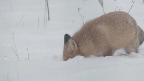 Cinematic View Of Fox, Wildlife In Deep Forest Stock Footage 323451556