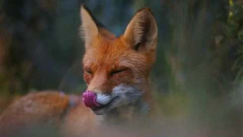 Cinematic View Of Fox, Wildlife In Deep Forest Stock Footage 323451587