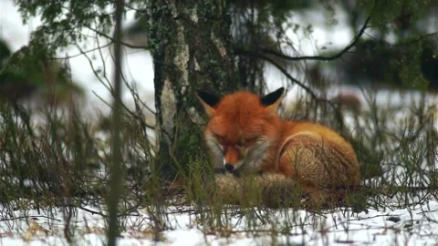 Cinematic View Of Fox, Wildlife In Deep Forest Stock Footage 323451884