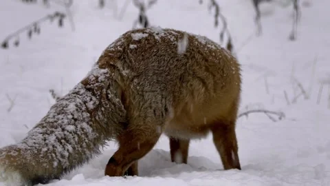 Cinematic View Of Fox, Wildlife In Deep Forest Stock Footage 323451912