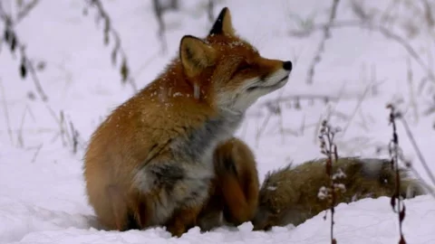 Cinematic View Of Fox, Wildlife In Deep Forest Stock Footage 323451934