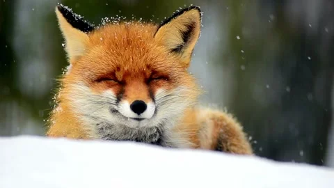 Cinematic View Of Fox, Wildlife In Deep Forest Stock Footage 323451967
