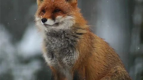 Cinematic View Of Fox, Wildlife In Deep Forest Stock Footage 323452019