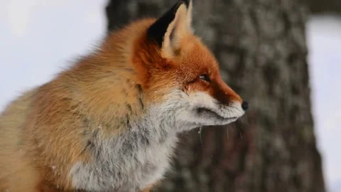 Cinematic View Of Fox, Wildlife In Deep Forest Stock Footage 323452037