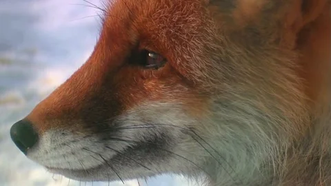 Cinematic View Of Fox, Wildlife In Deep Forest Stock Footage 323452118