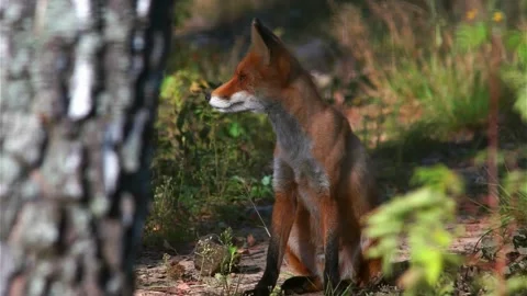 Cinematic View Of Fox, Wildlife In Deep Forest Stock Footage 323452296