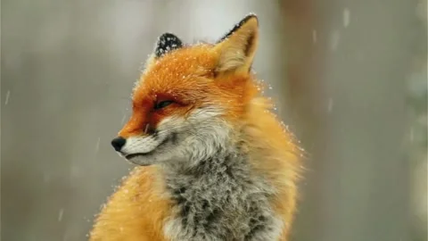 Cinematic View Of Fox, Wildlife In Deep Forest Stock Footage 323452399