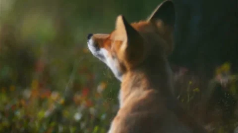 Cinematic View Of Fox, Wildlife In Deep Forest Stock Footage 323452742