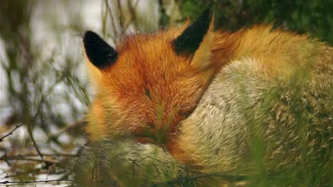 Cinematic View Of Fox, Wildlife In Deep Forest Stock Footage 323452754