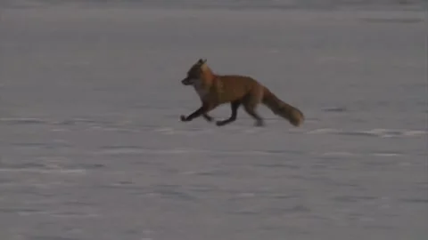 Cinematic View Of Fox, Wildlife In Deep Forest Stock Footage 323452885