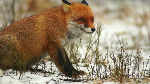 Cinematic View Of Fox, Wildlife In Deep Forest Stock Footage 323452913