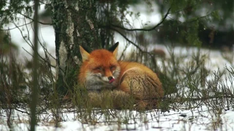 Cinematic View Of Fox, Wildlife In Deep Forest Stock Footage 323452923