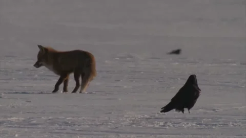 Cinematic View Of Fox, Wildlife In Deep Forest Stock Footage 323453015