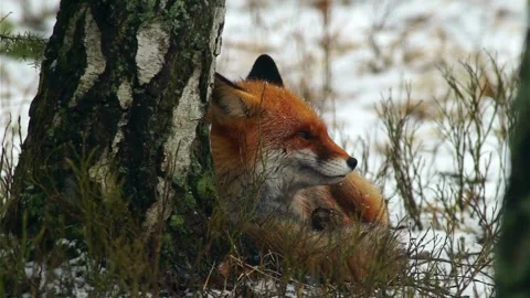 Cinematic View Of Fox, Wildlife In Deep Forest Stock Footage 323453078
