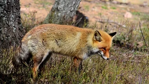 Cinematic View Of Fox, Wildlife In Deep Forest Stock Footage 323453083